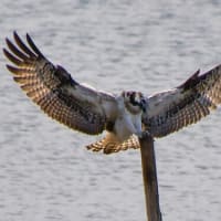 大阪万博会場近くにある「大阪南港野鳥園」に行ってきました
