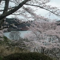 平成２９年の青蓮寺湖畔の桜