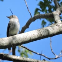 コサメビタキ Muscicapa dauurica ：ごみステーションにも?!