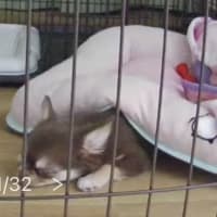 WEBカメラ情報