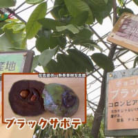 ホワイトサポテを取り木しました。 - 熱帯果樹写真館ブログ