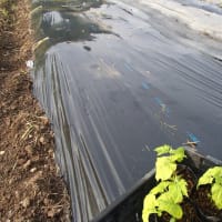 ゴーヤ願寿の定植といろんな種蒔き