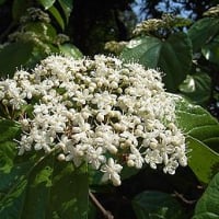 季節の花「白山木 （はくさんぼく）」