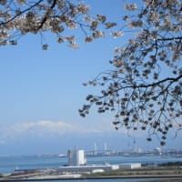 岩崎ノ鼻灯台の桜