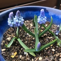 庭の春の花①＆健康診断結果