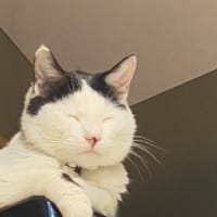 悪戦苦闘ふたたび