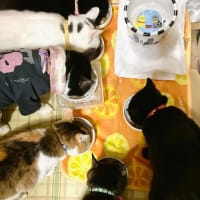 gooブログサービス終了にあたり…