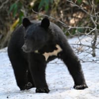 クマに25mで遭遇すると