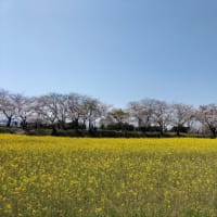 藤原宮跡