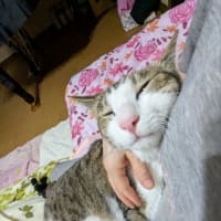クリンへの想いは尽きなくて・・・305