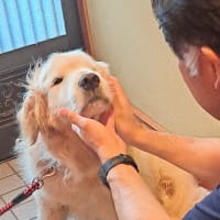 暑くなったから木陰で休んでるよ　２５．７/３