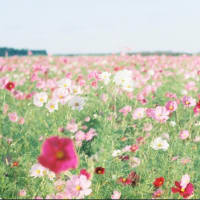 お花畑が、いーっぱい