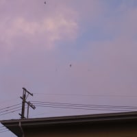 夏になったなぁ