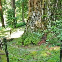 高知県香南市、香我美町上分「天満宮・天神の大スギ」（国指定）です！！