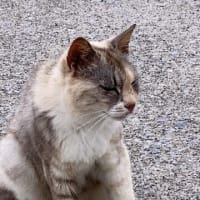 いーね紫陽花
