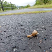 ついに再開　～　スーパースローＲＵＮ