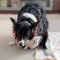 私のダイエット