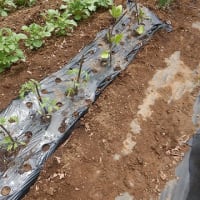 2024-05-01（水）　ついに夏野菜を植え付ける