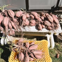 安納芋　　曼殊沙華