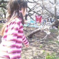 2012お花見　総集編
