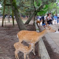 奈良公園　　