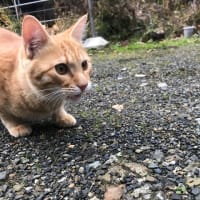 キウイの木大好き