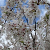 アメリカで桜が見られました！