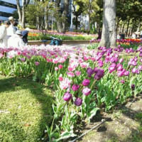 横浜公園にて。春真っ盛り！