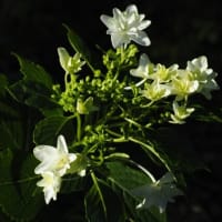 続・秋吉台と紫陽花