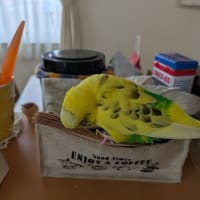 ７月４日のお弁当
