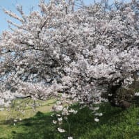 桜は満開！