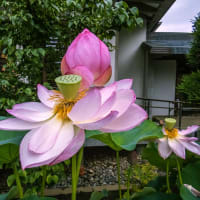 7月12日(土) 335回玉川上水に親しむ会-玉川上水を歩く7-4の前半