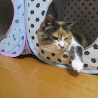 「猫と人の暑さ対策」