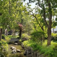 新緑の「小松川境川親水公園」