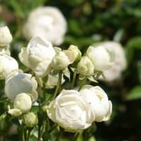 白いバラ　８品種の白色系のバラ〈ジョン F ケネディ　ホワイト クリスマス　フレンチレース　ホワイト コスター　ティアドロップ 　ファビュラス！　アイスバーグ　シー ジャック〉　