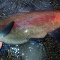 大荒れの屈斜路湖で岸寄りヒメマス釣り。