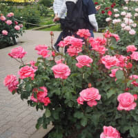 花散歩・神代植物公園のバラ