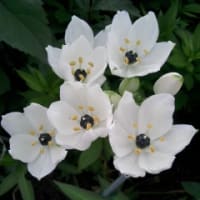 庭の花