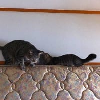 ロッククライマーキャット