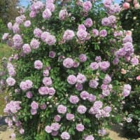 甲本バラ園のバラ🌹を見に行きました。