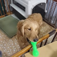 今日から預託訓練