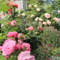 Open garden friends