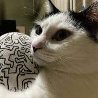昨日は