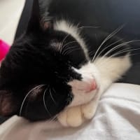 本日のねこ…は、いない日🤔