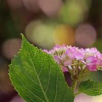 輪之内町の紫陽花