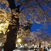 高田城址公園　夜桜
