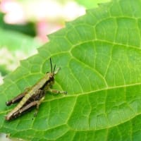 小さなバッタと紫陽花
