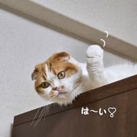 ランニングマシン