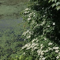 治療の合間に花散策！（イチヤクソウとウメガサソウ、トキソウと！）