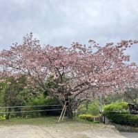 八重桜咲きました。